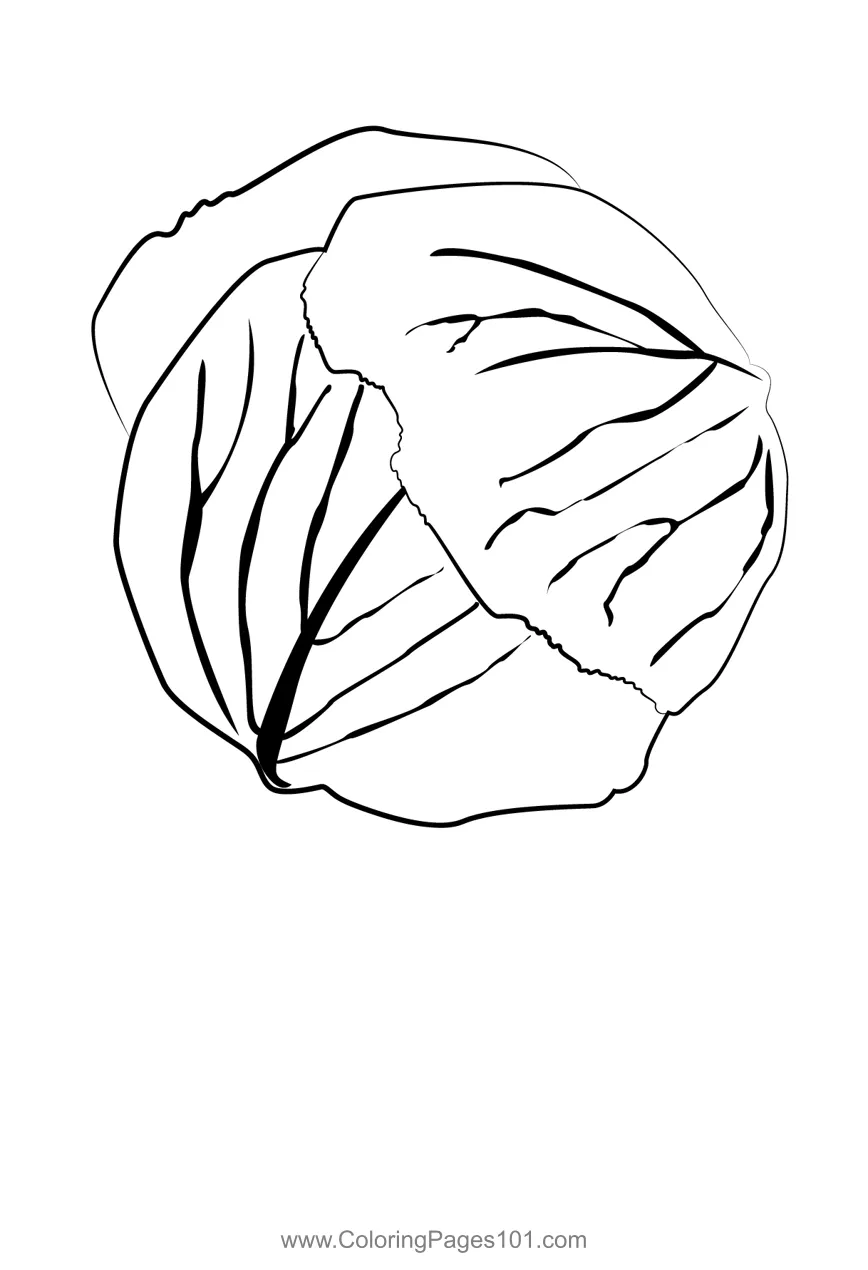 Cabbage 1 coloring page for kids free cabbage printable coloring