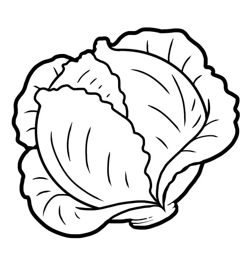 Green cabbage 1 coloring page free printable coloring pages for kids