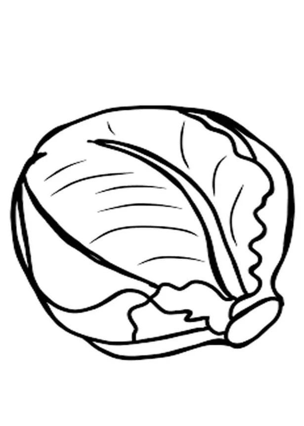 Green cabbage 1 coloring page free printable coloring pages for kids