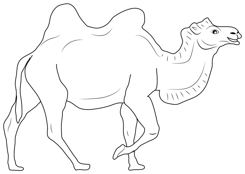 Camel coloring page