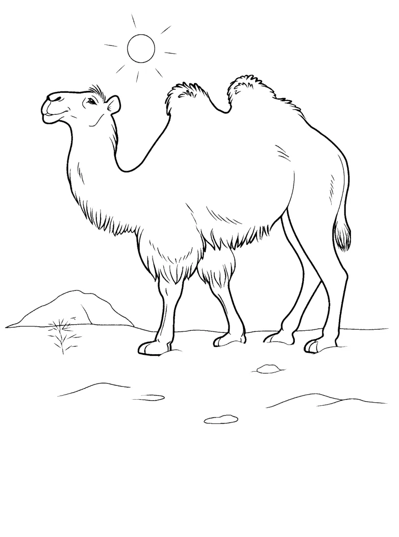 Coloring page camel