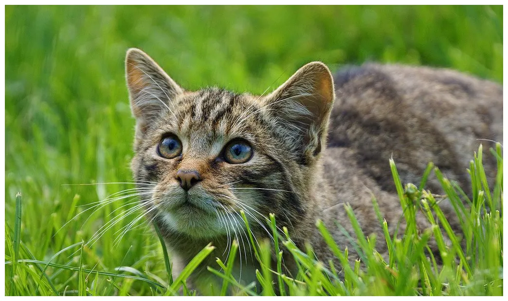 Cats key facts, information & pictures