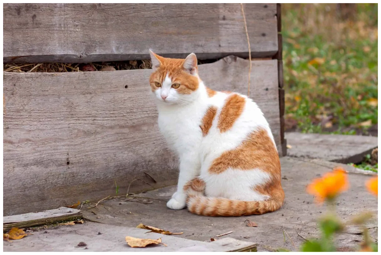 13 orange and white cat breeds you'll love with pictures