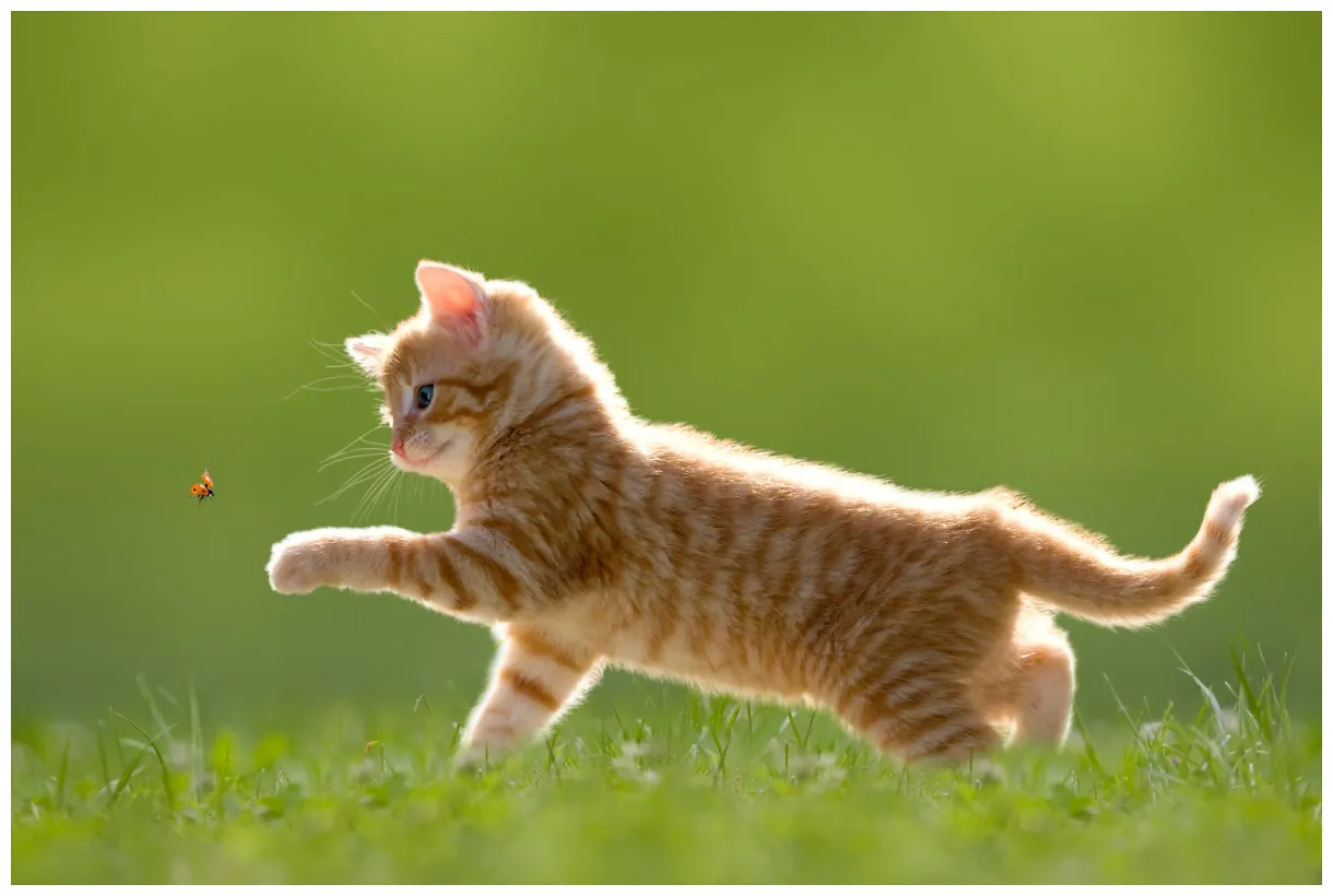 Cat articles training, grooming, nutrition, activities, and more