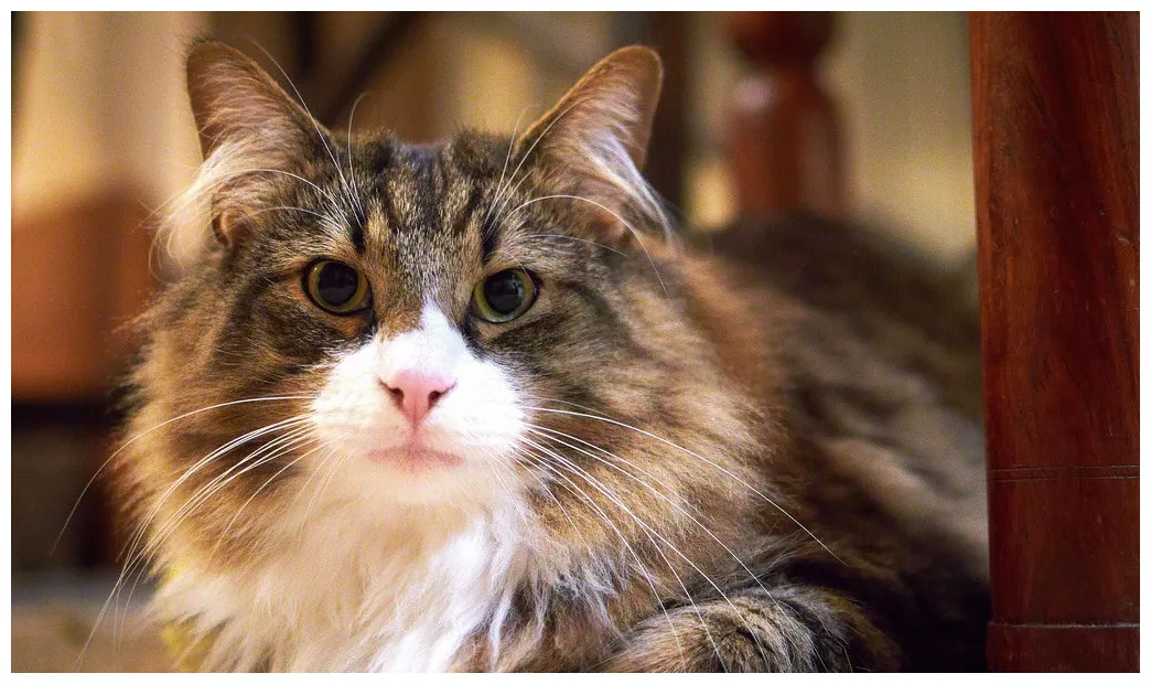 Cats key facts, information & pictures