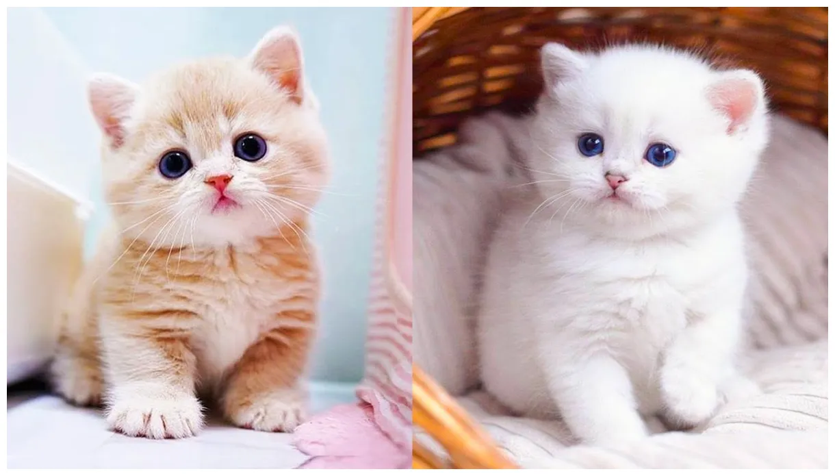 Baby cats cute and funny cat videos compilation #65 aww animals