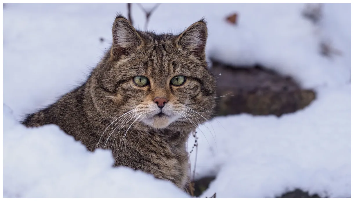 Cats news, features and articles live science