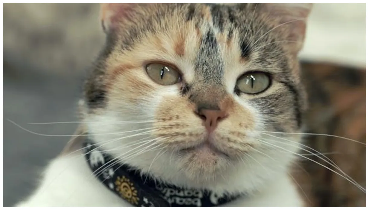 What are cats trying to tell us? science will explain national geographic