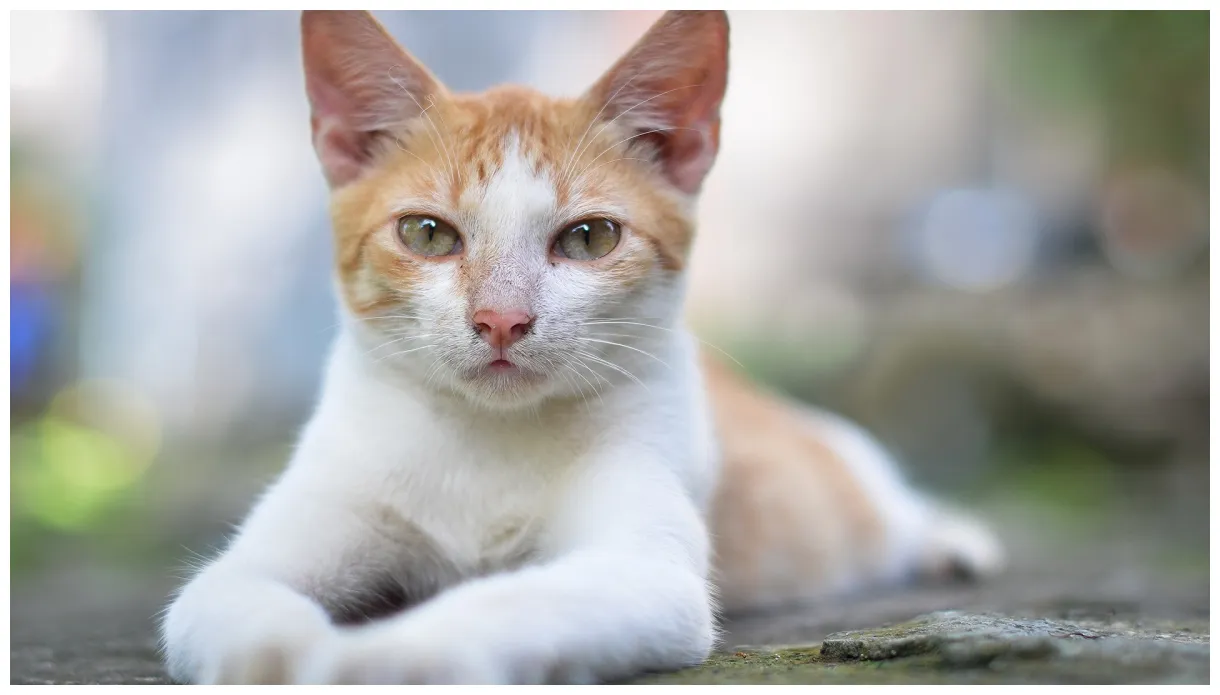 Animals, cat s / and mobile s printable coloring page