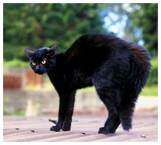 Cat students britannica kids homework help printable coloring page