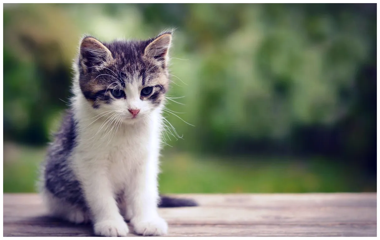 Baby cats s top free baby cats s access