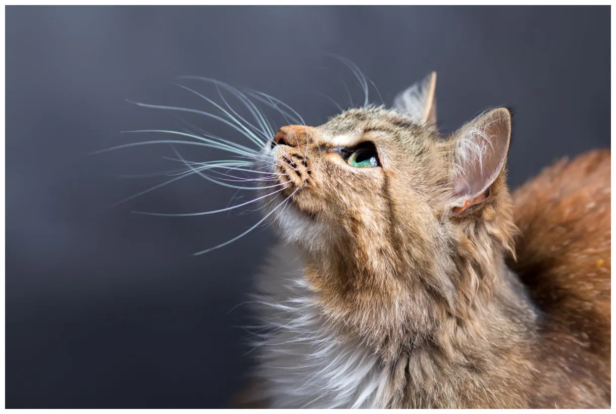 Cat breeds, origins, history, body types, senses, behavior