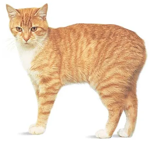 Cat breeds & facts britannica