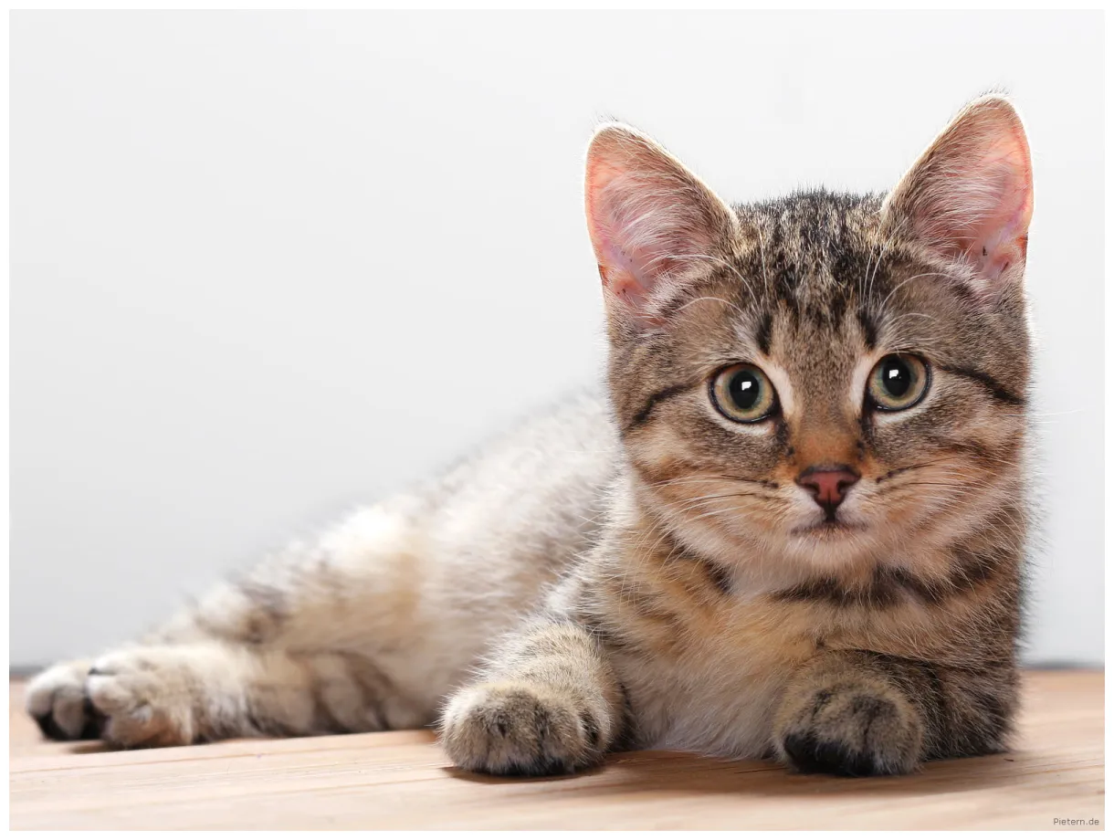 Cat facts and s- s the wildlife