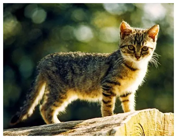 Cat students britannica kids homework help