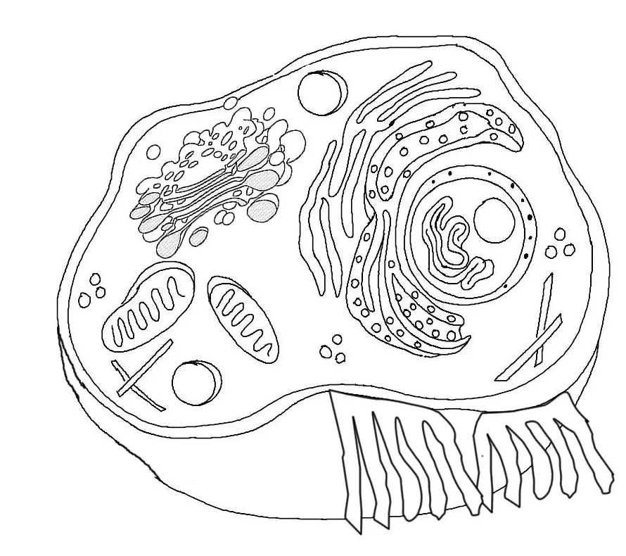 Cell coloring page coloring home
