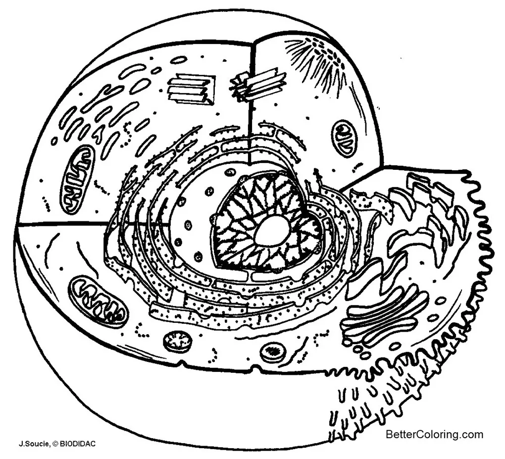 Diagram animal cell coloring pages free printable coloring pages