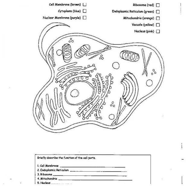 Diagram of animal cell coloring pages free printable coloring pages