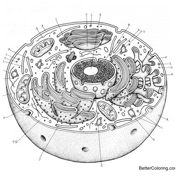 Diagram of animal cell coloring pages free printable coloring pages