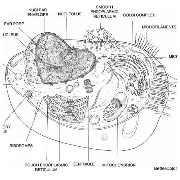 Diagram of animal cell coloring pages free printable coloring pages