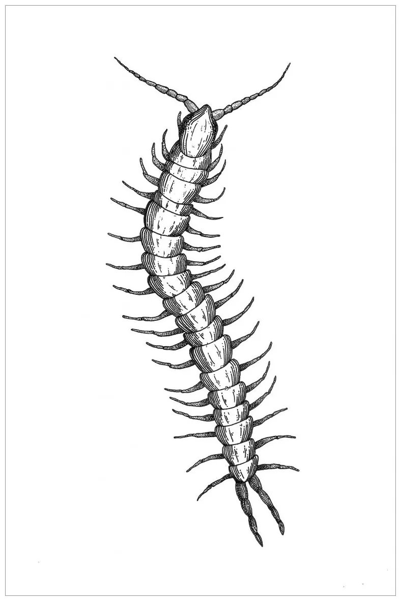 Realistic coloringbay