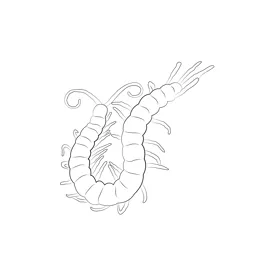 Insect for kids free centipedes printable