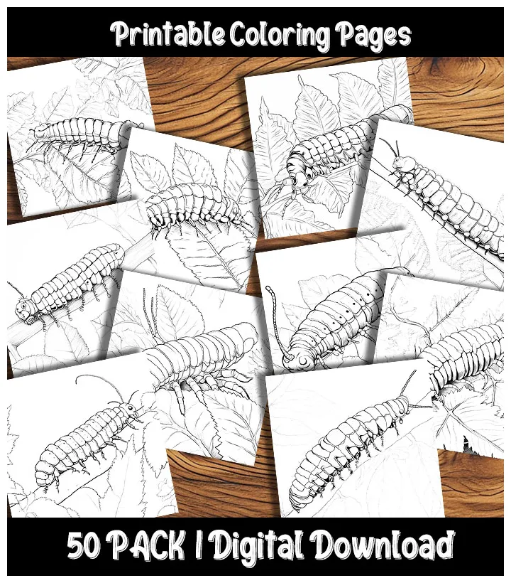 S digital 50 pack happy colorist