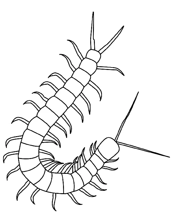Centipede coloring page