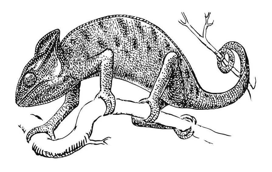 Coloring page chameleon free printables img 15741 printable coloring page