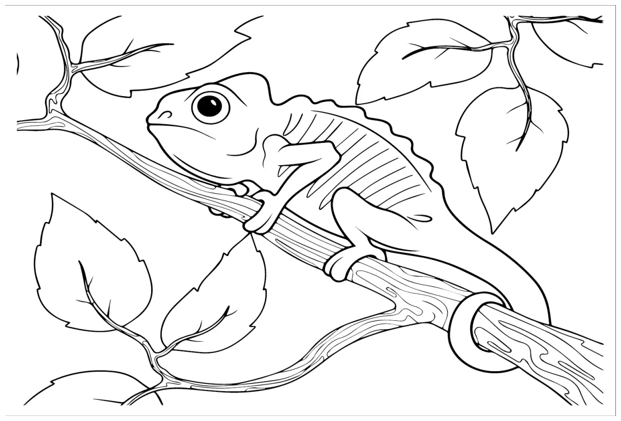 37 chameleon coloring pages coloringpagesonly