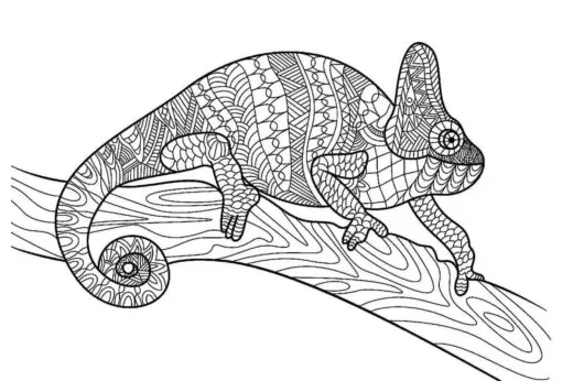 Chameleon coloring page » turkau