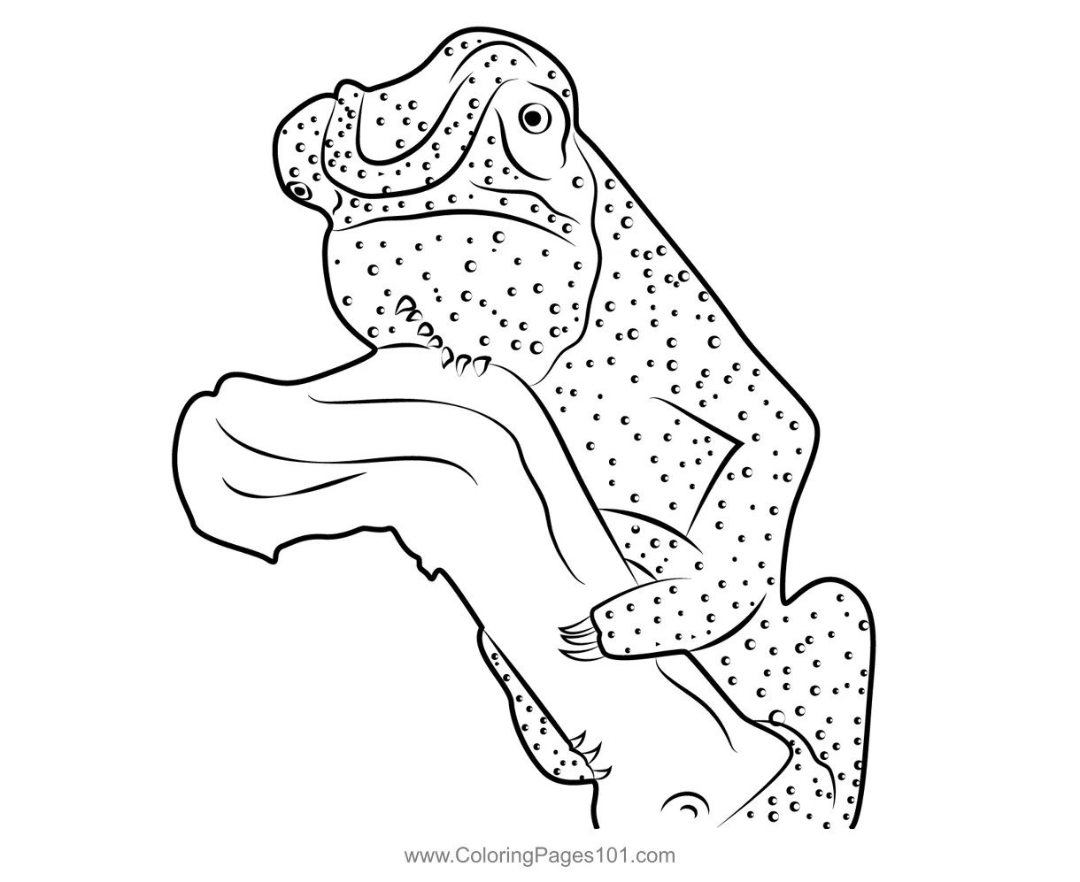 Colorful chameleon coloring page for kids free chameleons printable