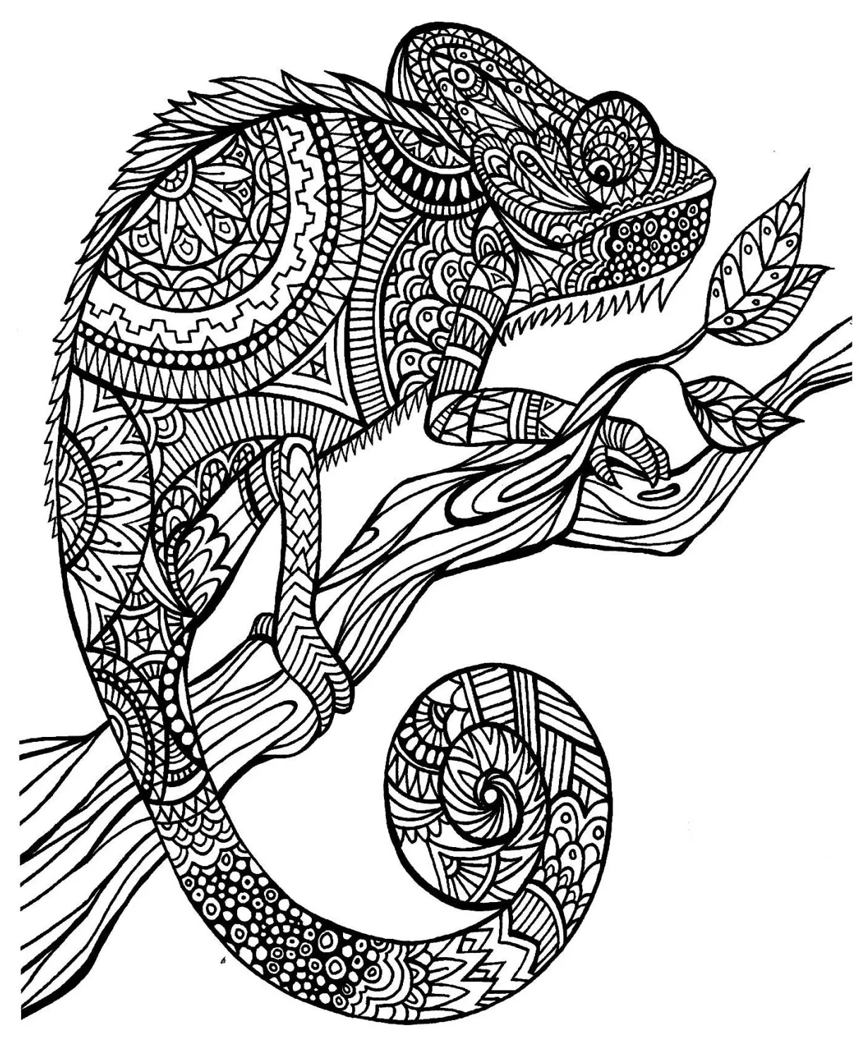Chameleon coloring page eric carle chameleon coloring page