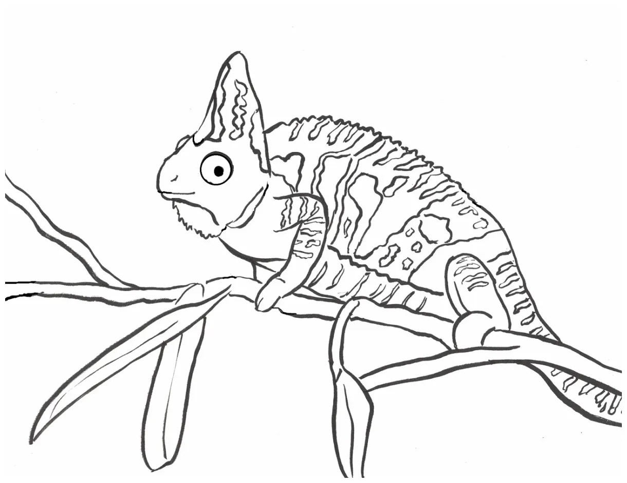 Chameleon coloring page art starts