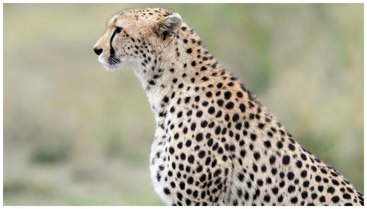 Cheetah 72+ s