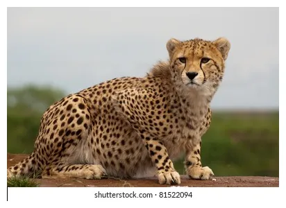 359 cheetah claw mark royalty-free s and stock s shutterstock