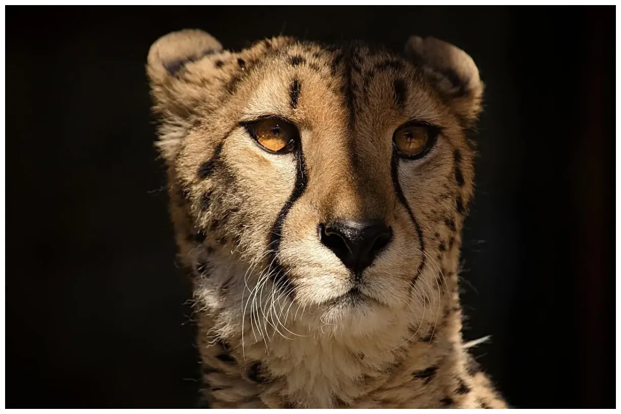 50 interesting cheetah facts that you never spotted before
