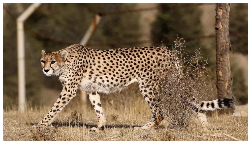 Pirouz cheetah death cause, age, what happened to pirouz iranian