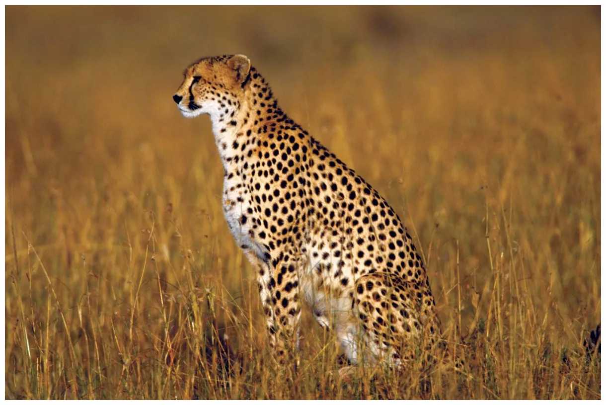 Cheetah description, speed, habitat, diet, cubs, & facts britannica