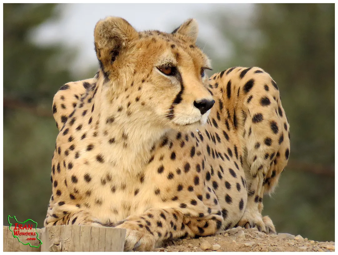 یوز ایرانی یوزپلنگ آسیایی