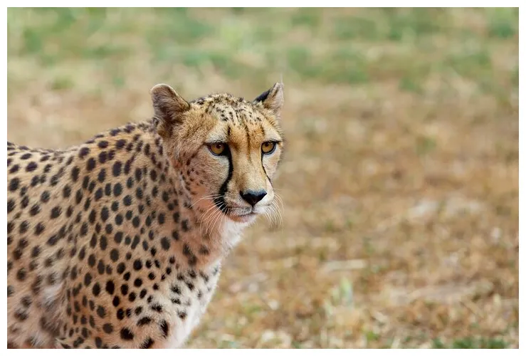 Cheetah encounter at werribee open range zoo, australia activities in