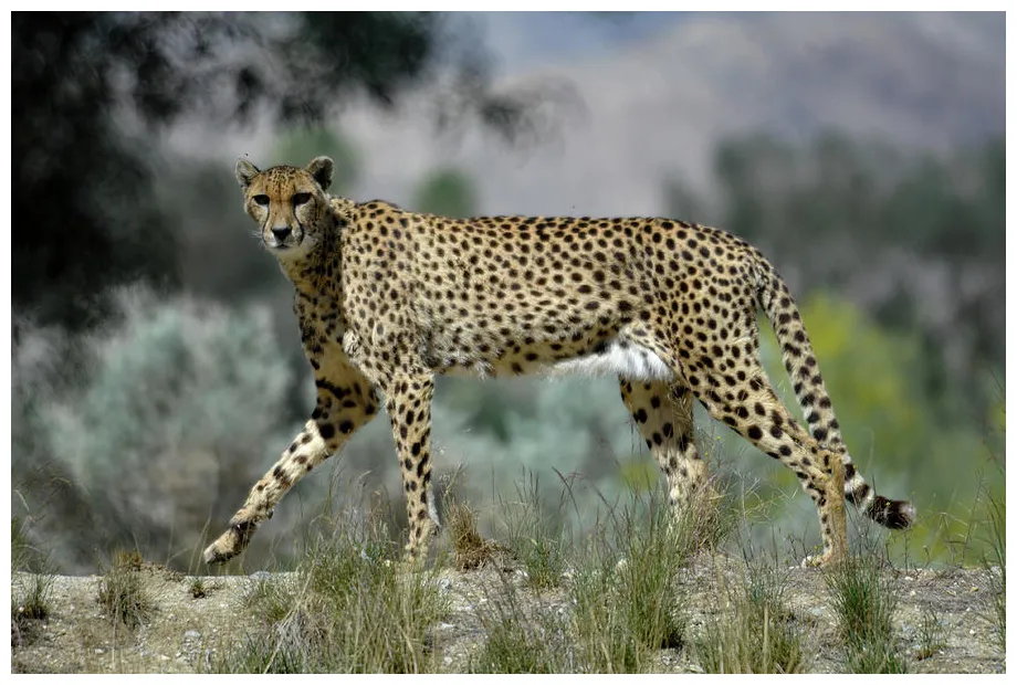 Cheetah on the prowl graph by bonnie colgan fine art america