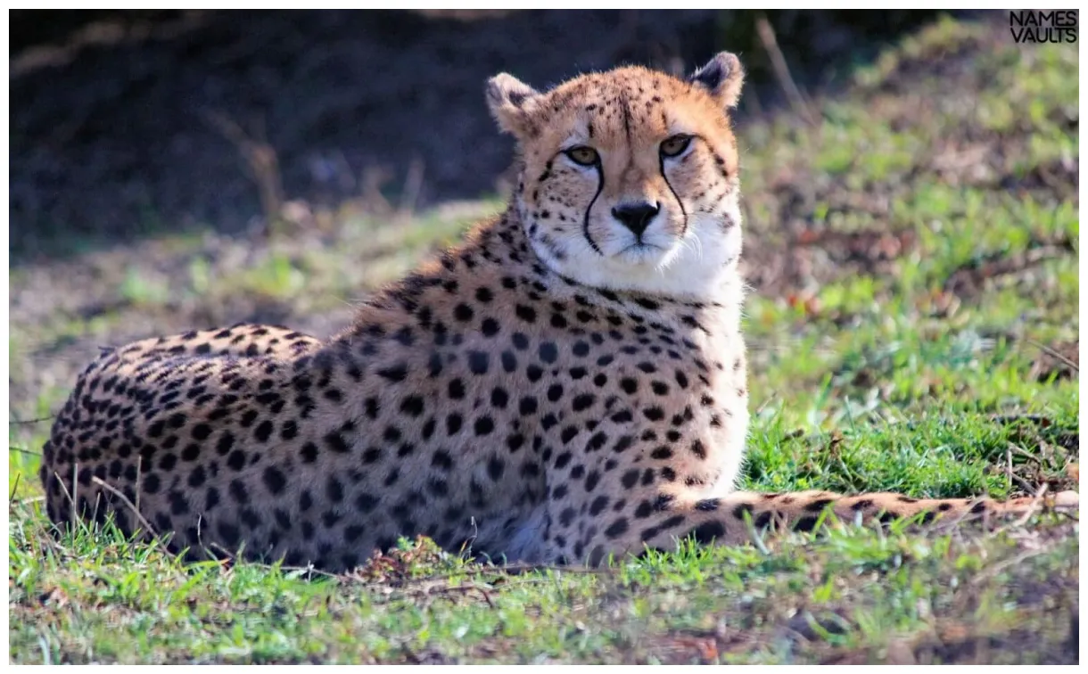 314+ cheetah names with meaning names vaults