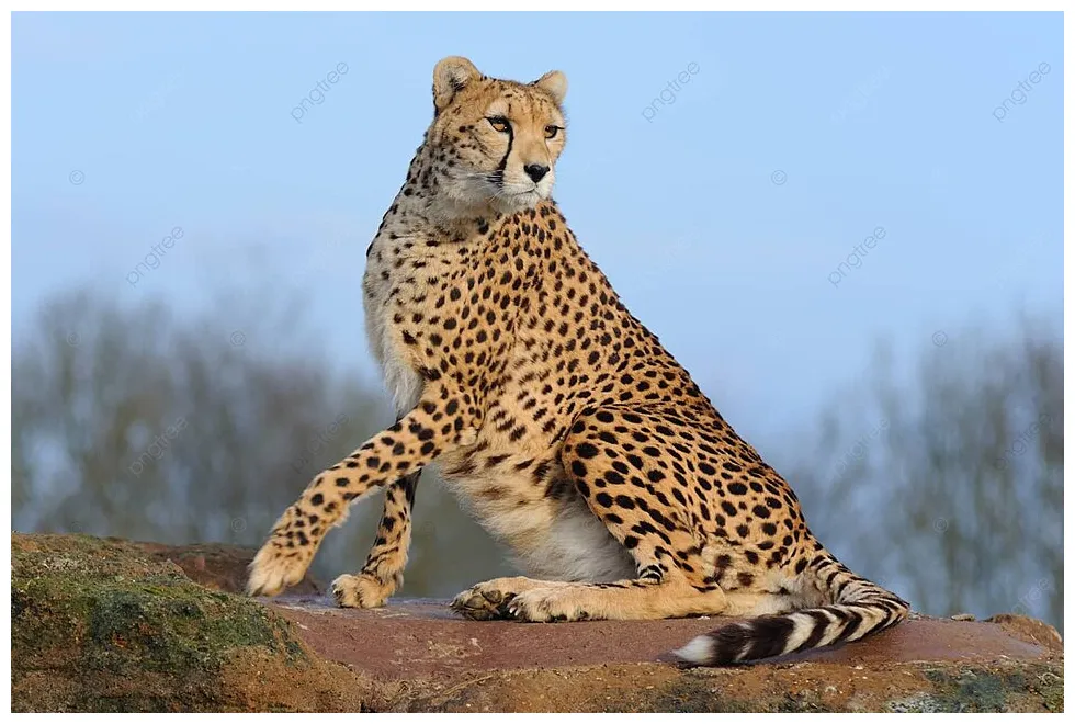 Cheetah looks alert fierce alert mammal and picture