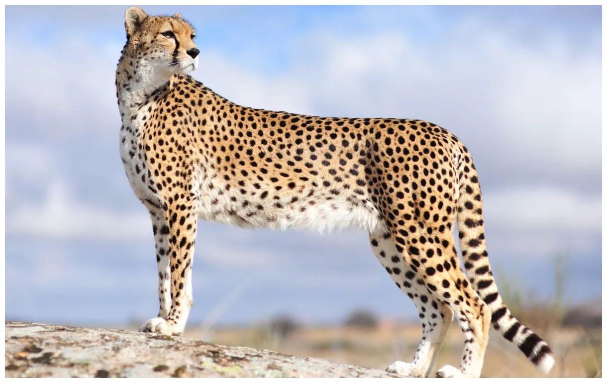 Cheetah s top free cheetah s