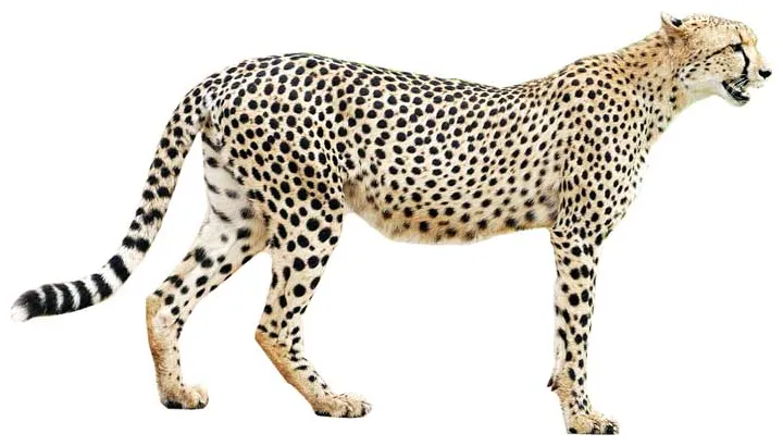 Cheetah appearance + diet + habitat + facts science4fun