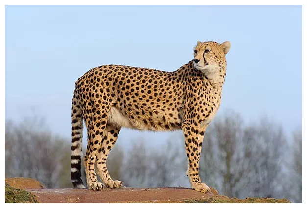 Cheetah back s, pictures and for free