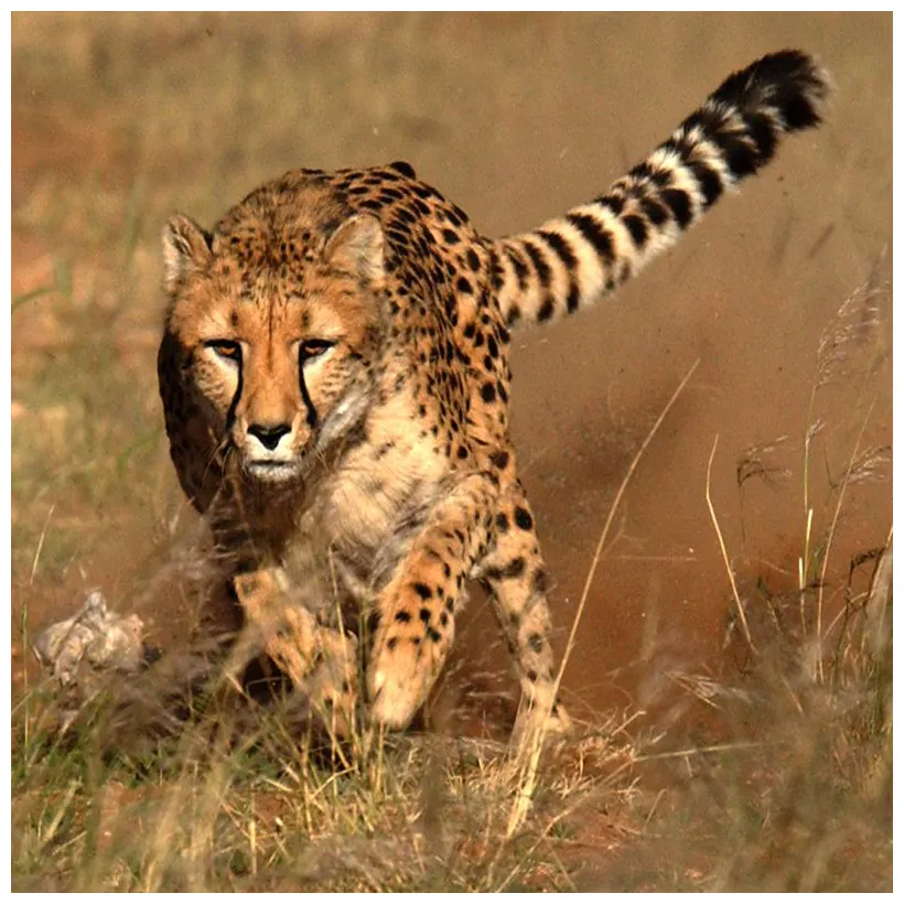 Cheetah facts for kids • cheetah conservation fund printable coloring page