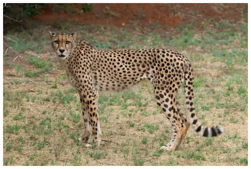 Cheetah is this animal endangered?