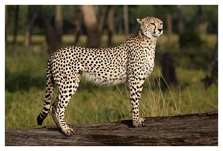 Cheetah wikipedia